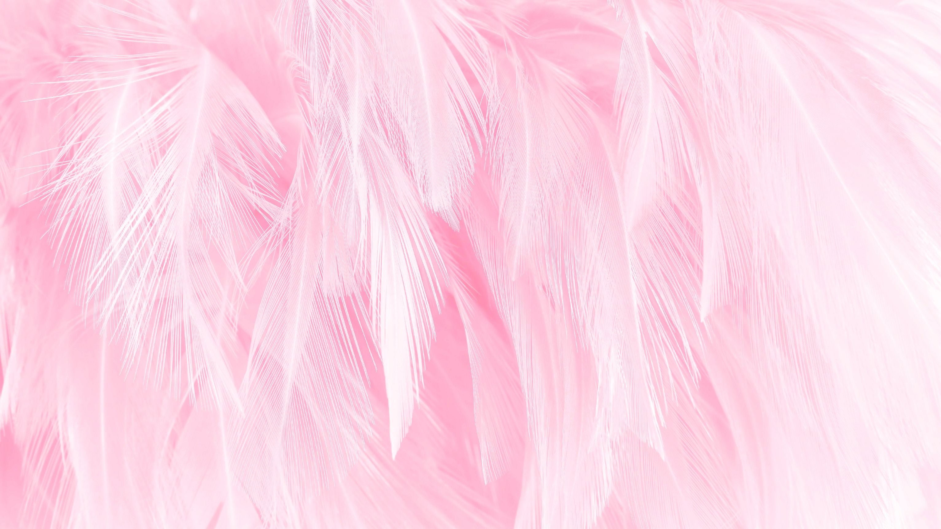 Zachte roze veren als stijlvolle achtergrond voor de festival fashion banner van TOUTESTBELLE.